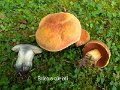 Suillellus queletii-amf304-2